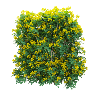 Coronilla glaucaka开满黄色花朵的小冠花树篱3D模型（OBJ,FBX,MAX）