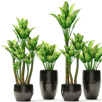 黑色装饰花盆中的花叶万年青绿植盆景3D模型（OBJ,FBX,MAX）