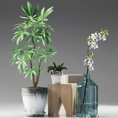 鹅掌柴绿植盆景和蓝色玻璃瓶中的雪柳花枝3D模型（OBJ,FBX,MAX）