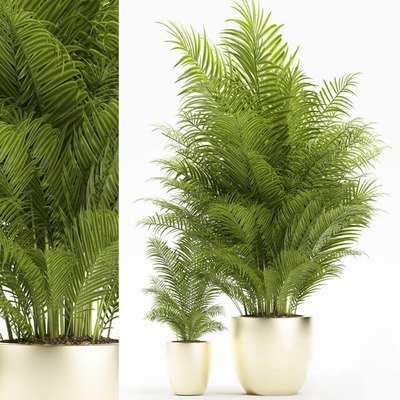 浅金色装饰花盆中的铁树盆景3D模型（OBJ,FBX,MAX）