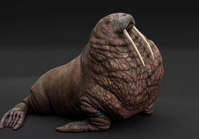 海象3D模型（OBJ,FBX,MAX）