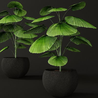 黑色装饰花盆中的Licuala orbicularis大圆叶轴榈绿植盆景3D模型（OBJ,FBX,MAX）