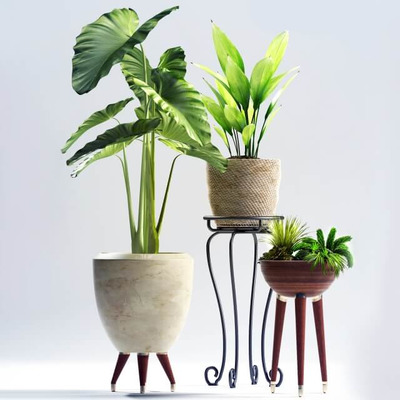 装饰花盆中的大海芋白鹤芋等绿植盆景组合3D模型（OBJ,FBX,MAX）