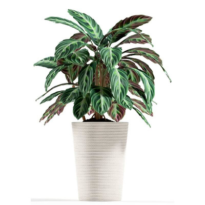米色装饰高花盆中孔雀竹芋绿植盆景3D模型（OBJ,FBX,MAX）
