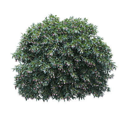 Vaccinium ovatum开紫色花朵的常青越桔3D模型（OBJ,FBX,MAX）