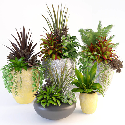 装饰花盆中的混合绿植盆景组合3D模型（OBJ,FBX,MAX）