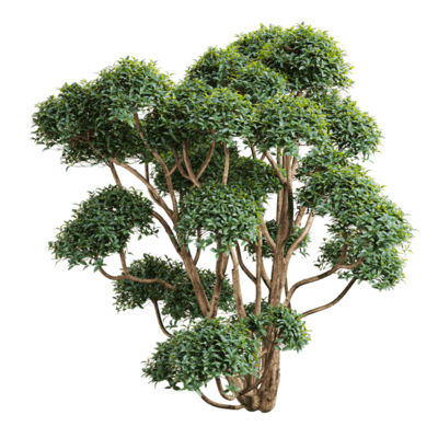 Phillyrea latifolia总序桂花树3D模型（OBJ,FBX,MAX）