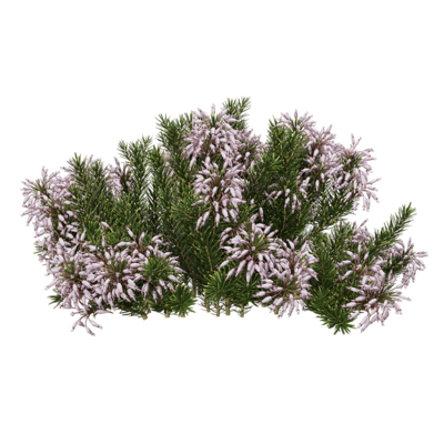 Erica multiflora开粉色花朵的多花欧石南植物3D模型（OBJ,FBX,MAX）
