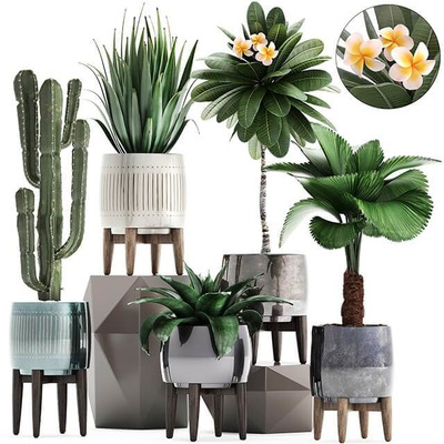 装饰花盆中的仙人掌鸡蛋花圆叶刺轴榈等绿植盆景组合3D模型（OBJ,FBX,MAX）