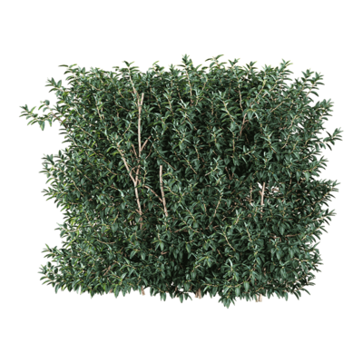 Vaccinium ovatum常青越桔绿植树篱3D模型（OBJ,FBX,MAX）