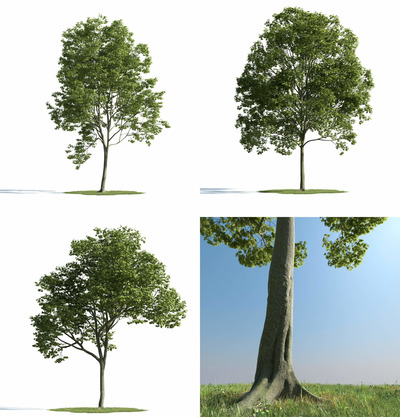 3种不同形态的枫树3D模型（MAX）