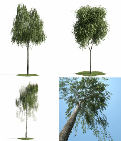 3种不同形态的杨氏垂枝桦树3D模型（MAX）