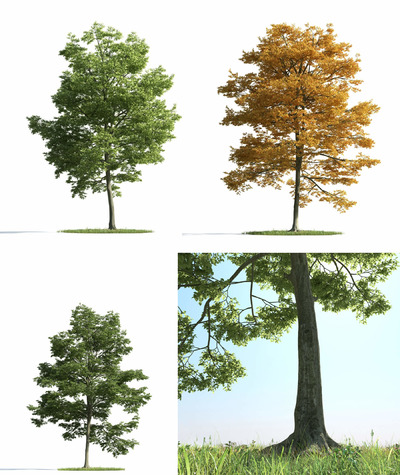 3种不同形态的欧洲白蜡树3D模型（MAX）