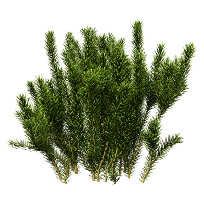 Erica multiflora多花欧石南绿色植物3D模型（OBJ,FBX,MAX）