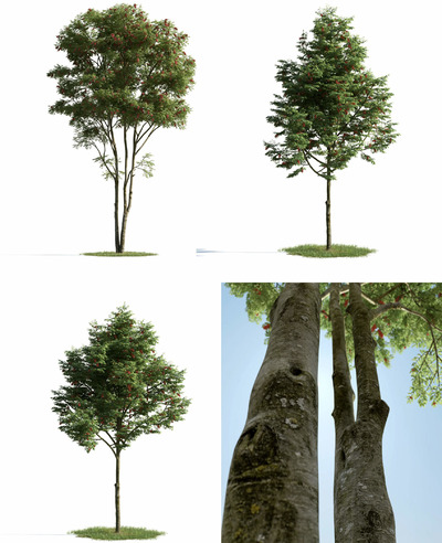 3种形态的红果欧洲花楸树3D模型（MAX）