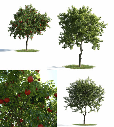 3种不同形态的苹果树3D模型（MAX）