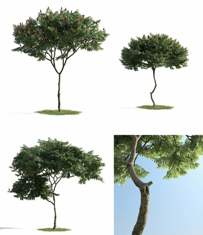 3种形态带鲜红果穗的鹿角漆树火炬树3D模型（MAX）