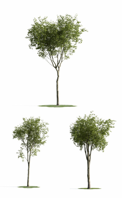 3种不同形态的梧桐树3D模型（MAX）
