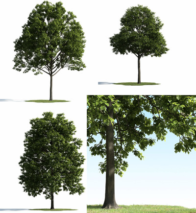 3种不同形态的橡树3D模型（MAX）