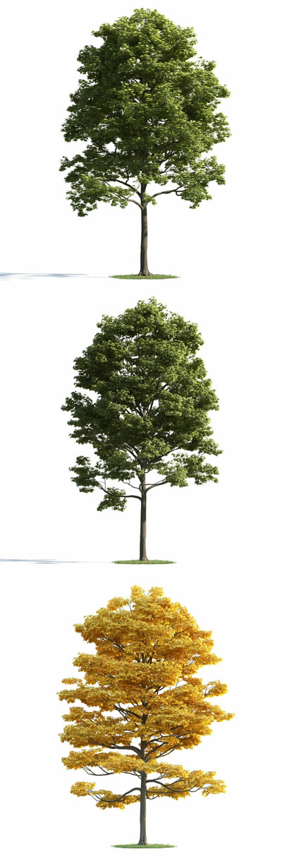 3种不同形态的枫树3D模型（MAX）