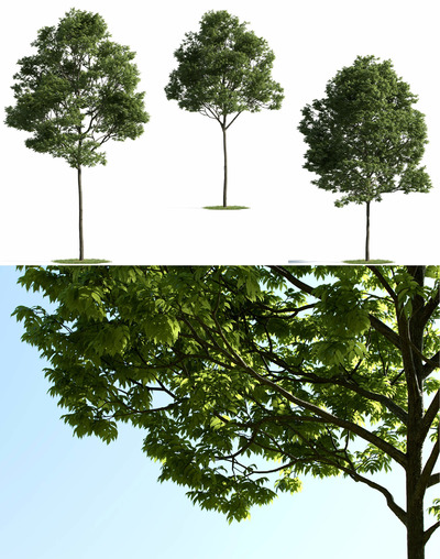 3种不同形态的榉树3D模型（MAX）