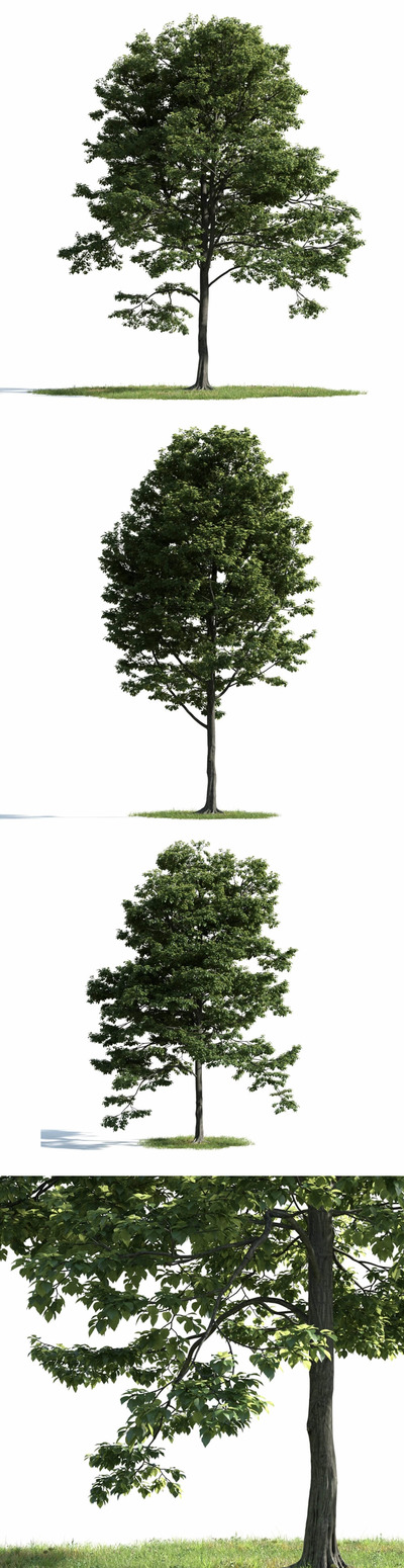 3种不同形态的桦树3D模型（MAX）