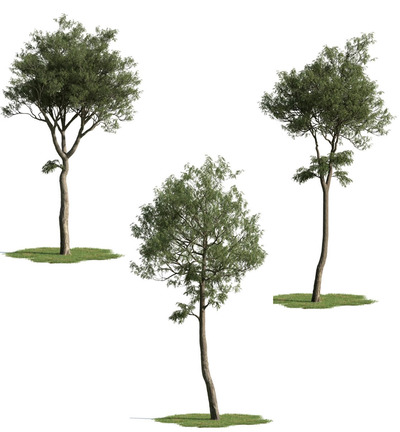 3种不同形态的桉树3D模型（MAX）