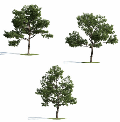 3种不同形态的杨梅树3D模型（MAX）