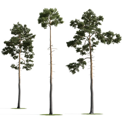 3种不同形态的松树3D模型（MAX）