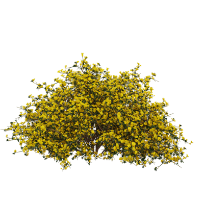 Genista scorpius开满黄色花朵的天蝎染料木3D模型（OBJ,FBX,MAX）