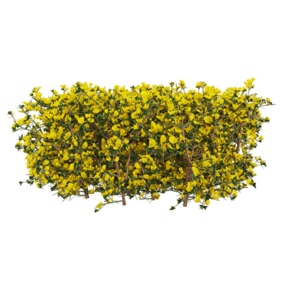 Genista scorpius开满黄色花朵的天蝎染料木树篱3D模型（OBJ,FBX,MAX）