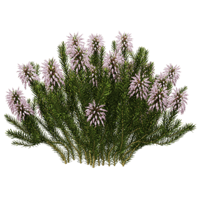 Erica multiflora开粉色花朵的多花欧石南植物3D模型（OBJ,FBX,MAX）