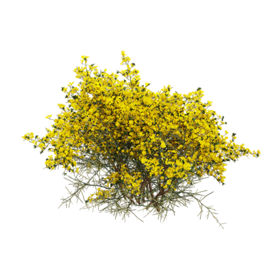 Genista scorpius开满黄色花朵的天蝎染料木花丛3D模型（OBJ,FBX,MAX）
