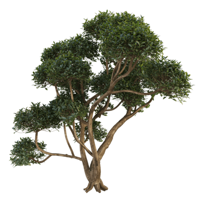 Phillyrea latifolia总序桂花树3D模型（OBJ,FBX,MAX）