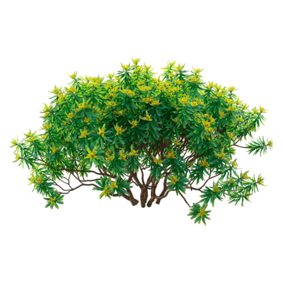 Euphorbia dentroides开满黄色花朵的大叶女贞树3D模型（OBJ,FBX,MAX）