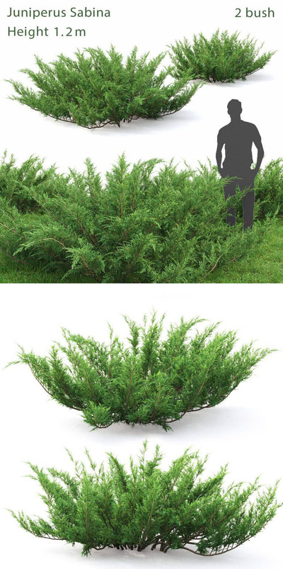 Juniperus Sabina叉子圆柏灌木3D模型（FBX,MAX）