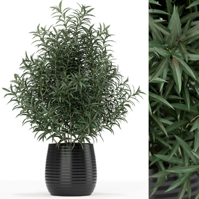 黑色装饰花盆中的秀竹盆景3D模型（FBX,MAX）