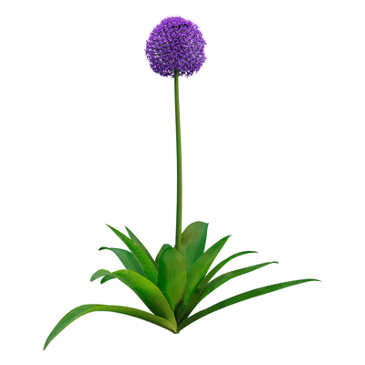 Allium giganteum大花葱3D模型（OBJ,FBX,MAX）