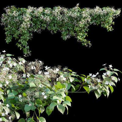 Climbing Hydrangea开满白色花朵的爬藤绣球植物3D模型（OBJ,FBX,MAX）