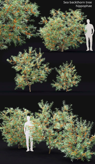 Sea Buckthorn挂满橙色果实的沙棘灌木3D模型（FBX,MAX）