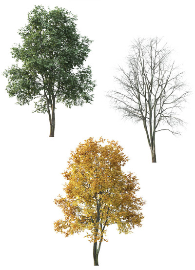 3种形态的单叶枫树3D模型（FBX,MAX）