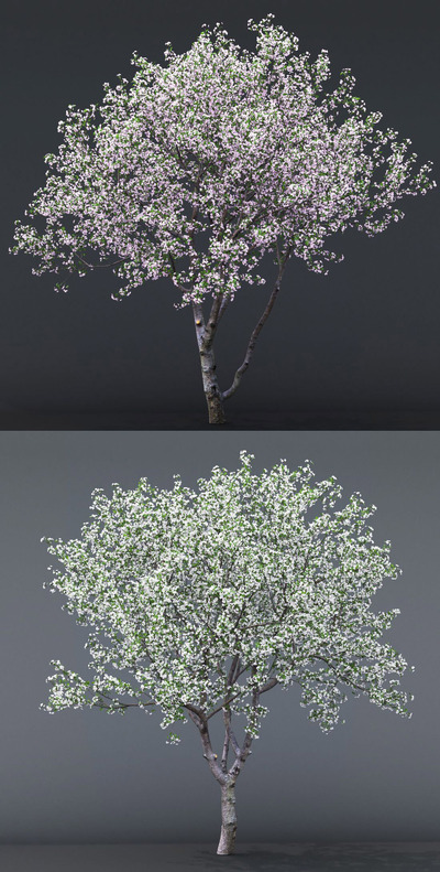 开满粉红色和白色花朵的樱桃树3D模型（FBX,MAX）