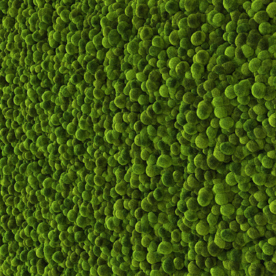 绿色苔藓3D模型（OBJ,FBX,MAX）