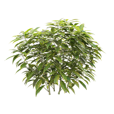 Ancuba japonica洒金珊瑚 花叶青木3D模型（OBJ,FBX,MAX）