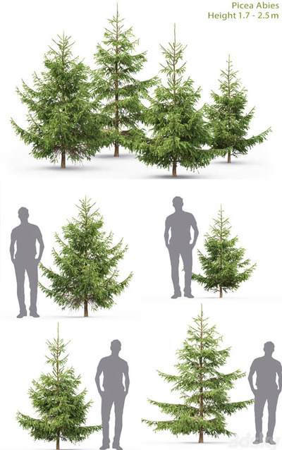 4棵不同形态的小云杉树3D模型（FBX,MAX）