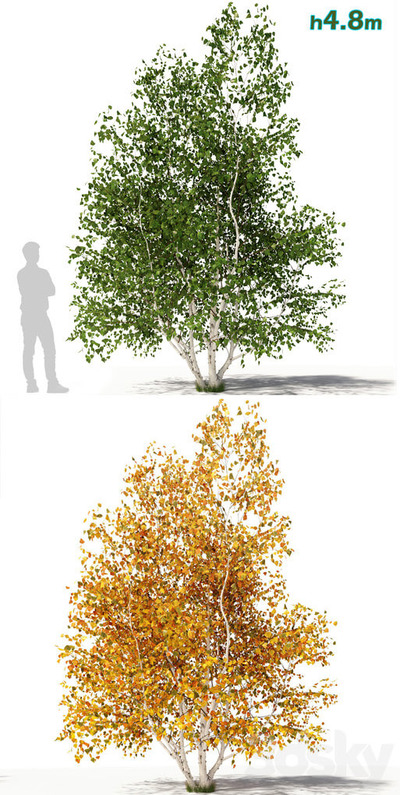 4.8米高两种季节形态的桦树3D模型（FBX,MAX）