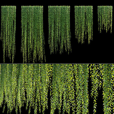 光耀藤帘状爬藤植物3D模型（OBJ,FBX,MAX）