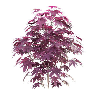 Ricinus communis紫叶观赏蓖麻3D模型（OBJ,FBX,MAX）