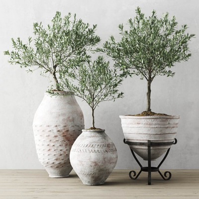复古花盆中的欧洲橄榄绿植盆景3D模型（OBJ,FBX,MAX）