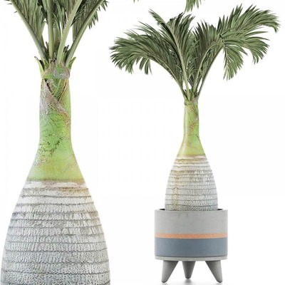 室内大棕榈植物盆景3D模型（OBJ,MAX）